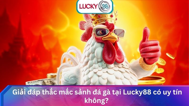Sảnh Đá Gà Lucky88 Xem Trực Tiếp Đá Gà Thomo Uy Tín Nhất 4 Giải đáp thắc mắc sảnh đá gà tại Lucky88 có uy tín không?
